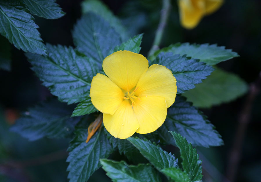 Изображение особи Turnera ulmifolia.