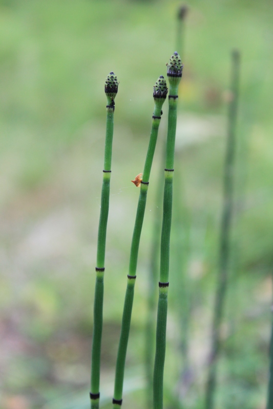 Изображение особи Equisetum hyemale.