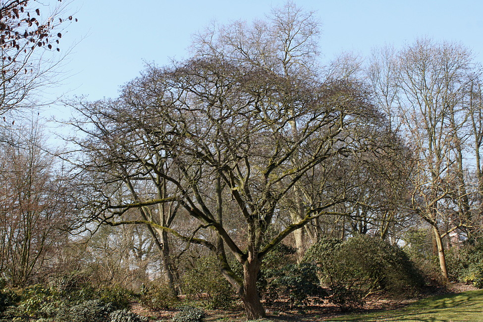 Image of Phellodendron amurense specimen.