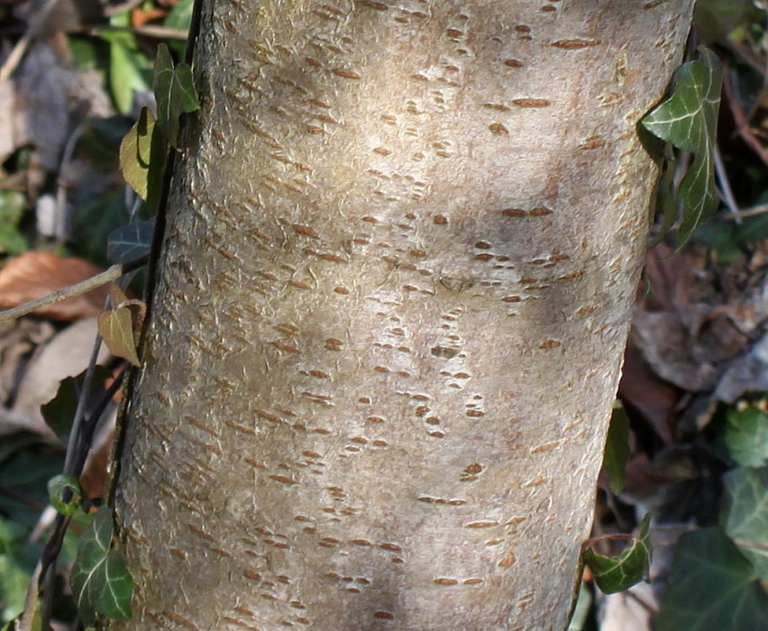 Image of Rhus typhina specimen.