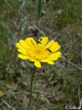 Anthemis monantha