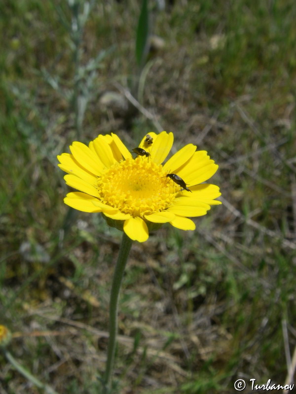 Изображение особи Anthemis monantha.