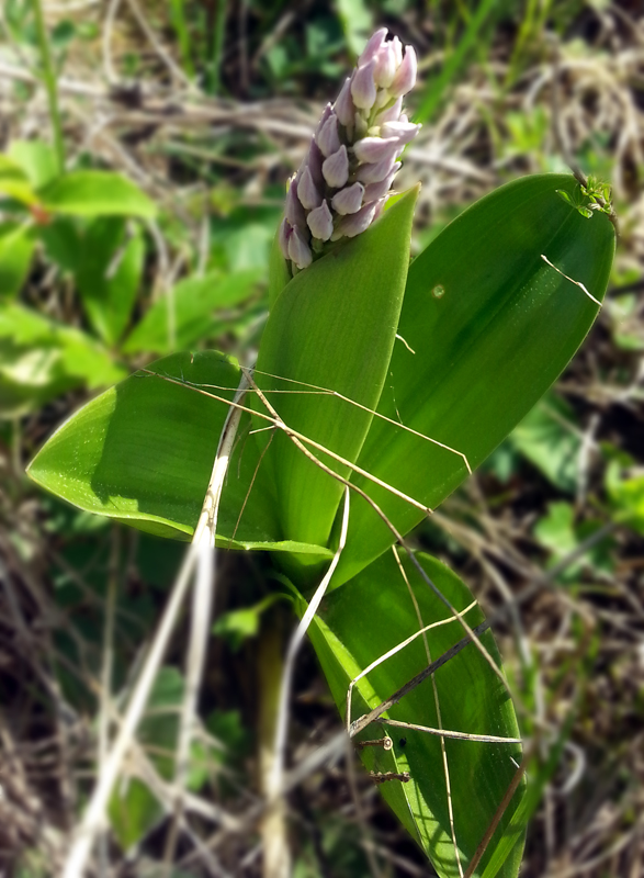 Image of Orchis militaris specimen.