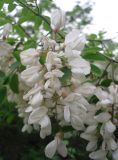 Robinia pseudoacacia