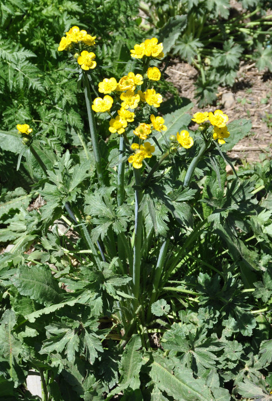 Image of genus Ranunculus specimen.
