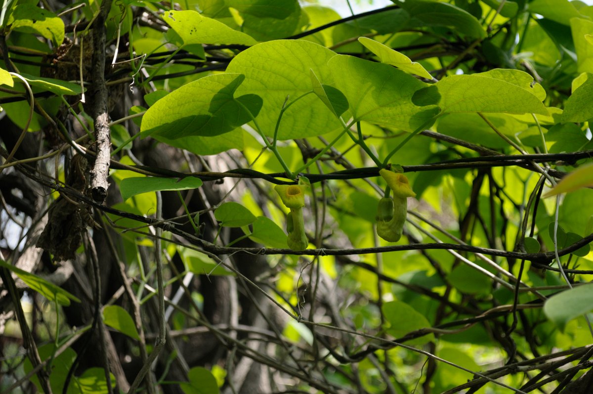 Изображение особи Aristolochia manshuriensis.