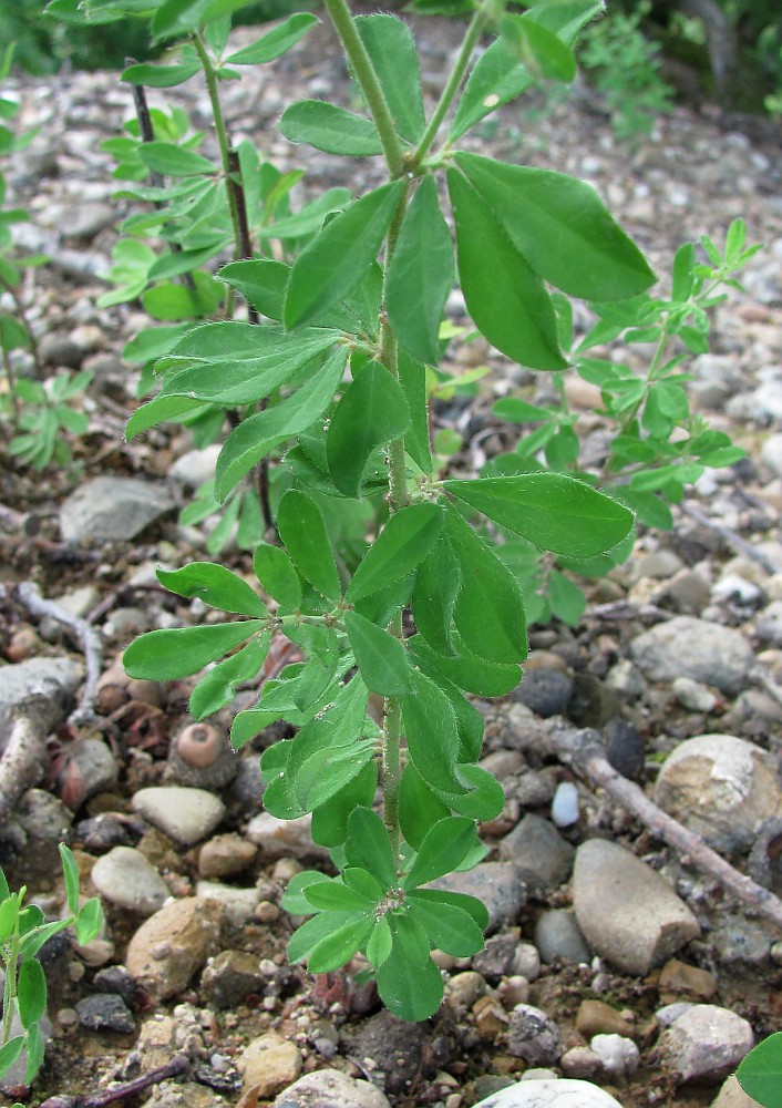 Image of Dorycnium graecum specimen.