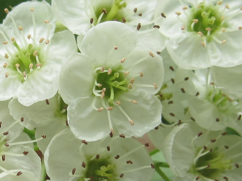 Image of genus Crataegus specimen.