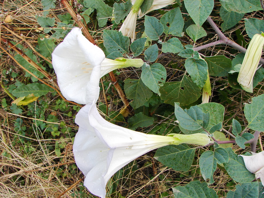 Изображение особи Datura innoxia.
