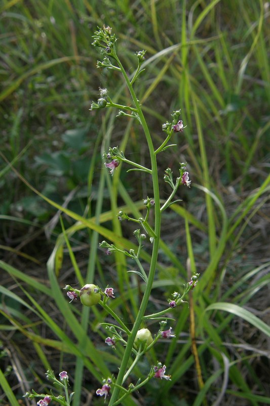 Изображение особи Scrophularia bicolor.