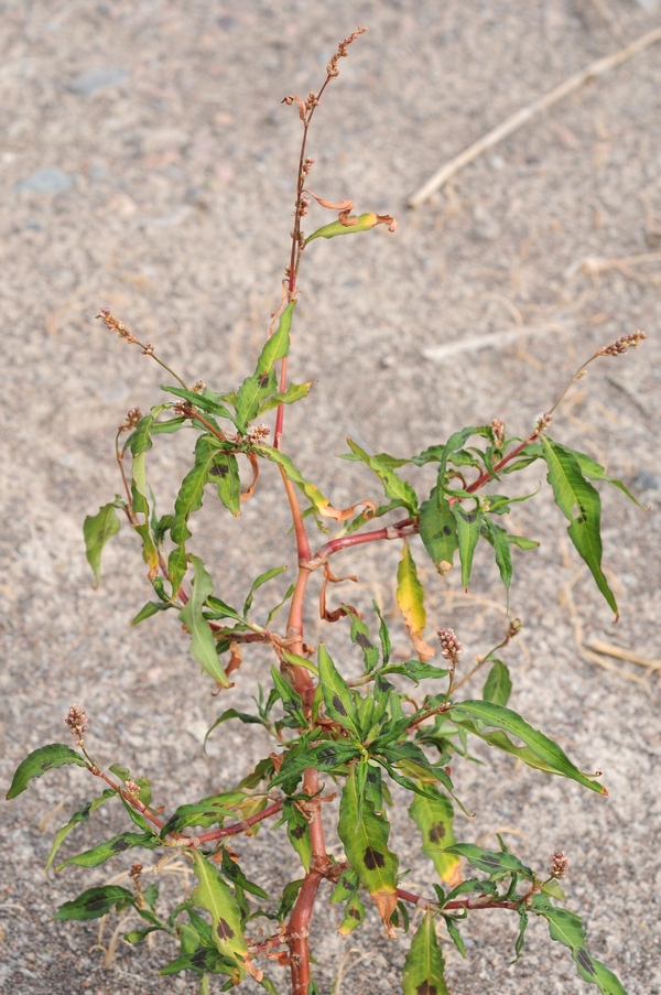 Изображение особи Persicaria scabra.