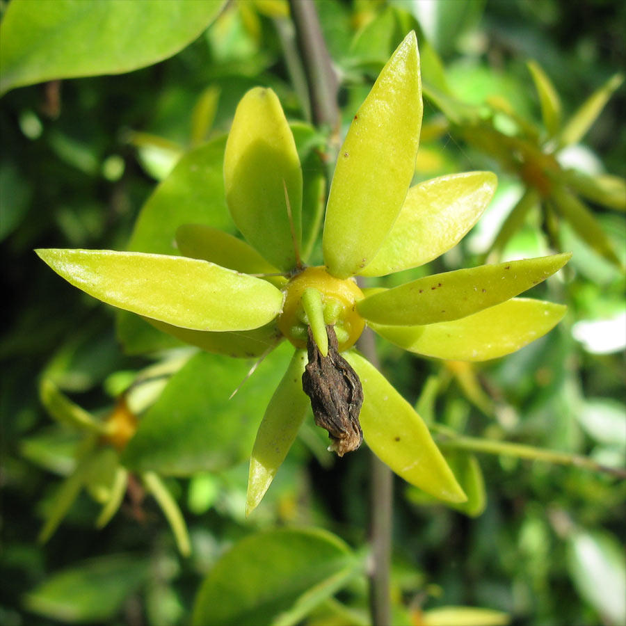 Image of Pereskia aculeata specimen.