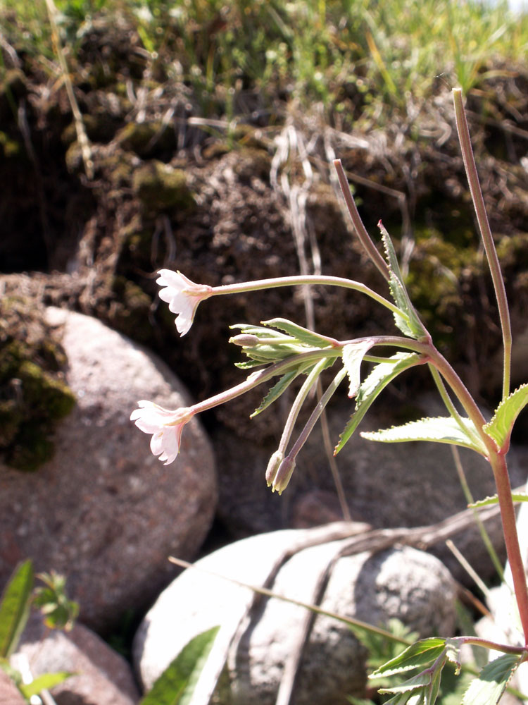 Image of Epilobium cylindricum specimen.