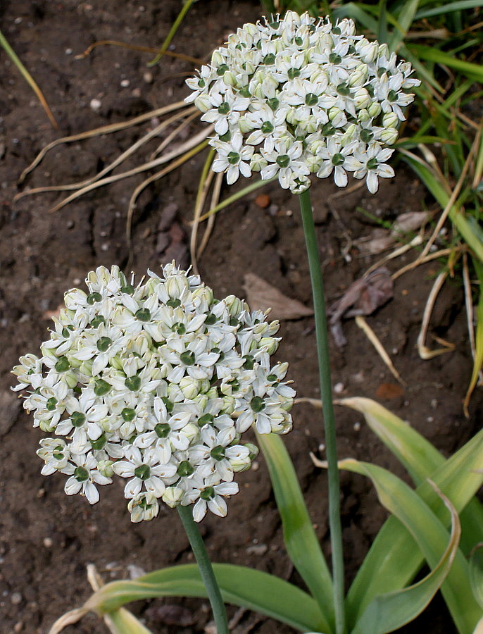 Image of Allium nigrum specimen.