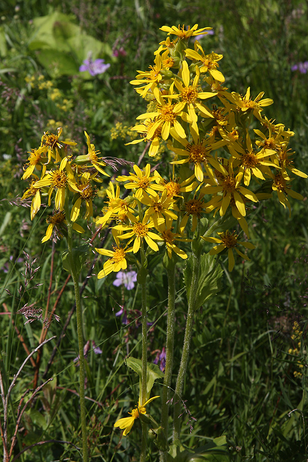 Image of Ligularia sibirica specimen.