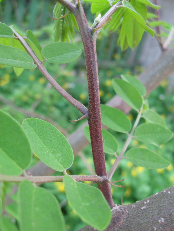 Image of Robinia neomexicana specimen.