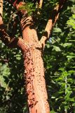 Arbutus × andrachnoides. Участок ствола с отслаивающейся прошлогодней корой и ветви. Крым, Ялтинский горсовет, пос. Никита, Никитский ботанический сад, в культуре. 3 августа 2013 г.