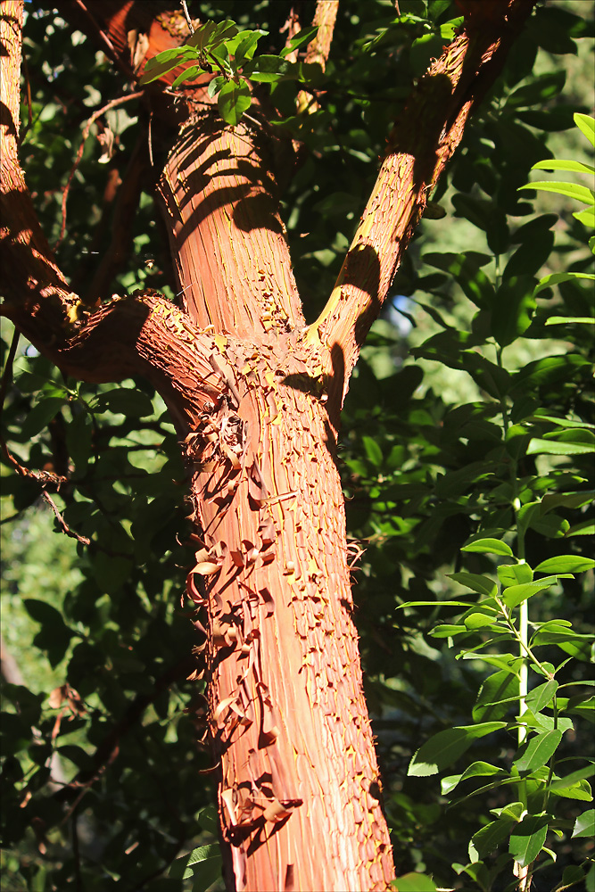 Изображение особи Arbutus &times; andrachnoides.