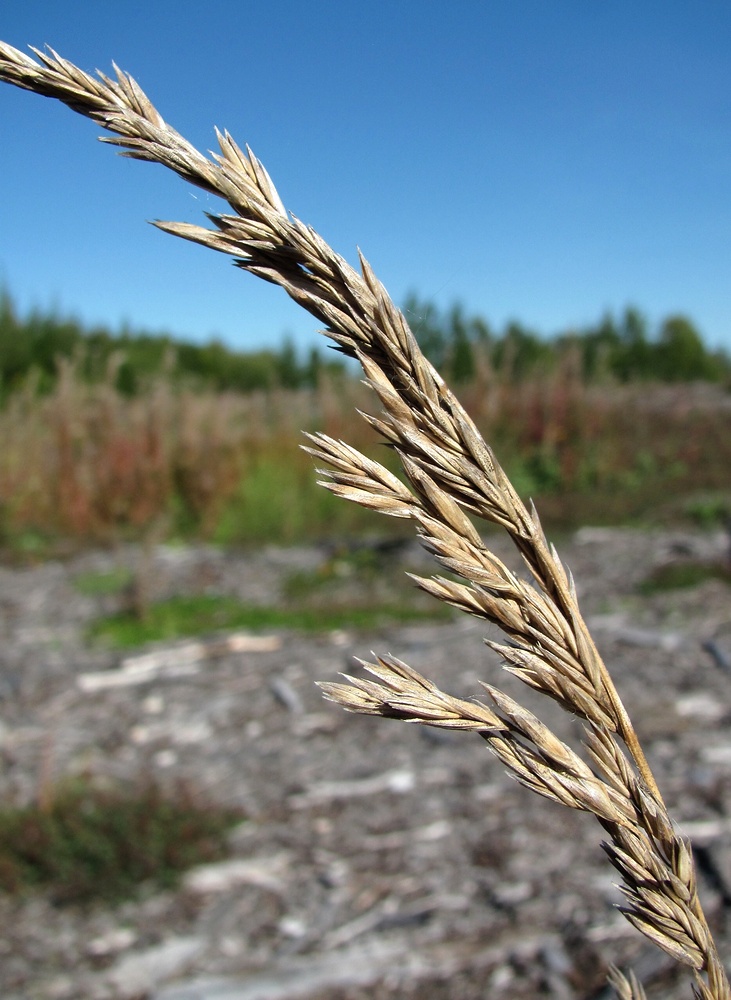 Изображение особи Festuca arundinacea.