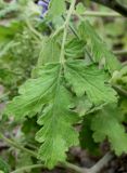 Phacelia congesta