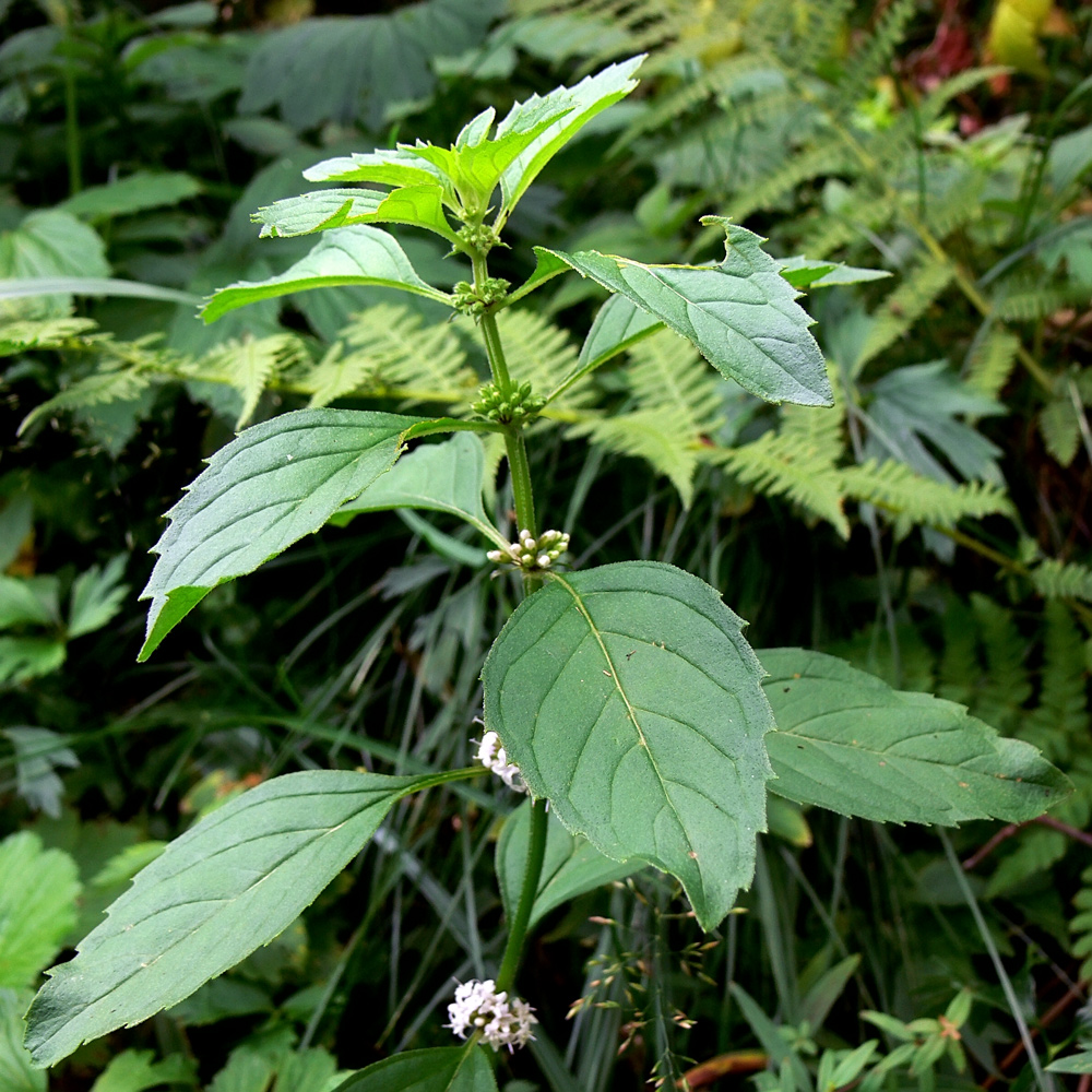 Image of Mentha arvensis specimen.