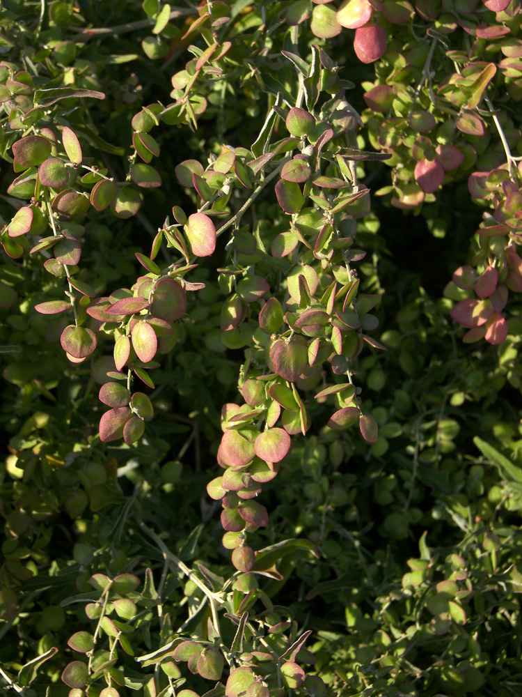 Изображение особи Atriplex aucheri.