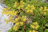 Aizopsis hybrida. Цветущее растение с кормящимся аполлоном (Parnassius apollo ssp. merzbacheri Fruhstorfer, 1906.). Юго-Восточный Казахстан, Джунгар, ущ. р. Коксу 11 км выше пос. Рудничный. 08.07.2013.