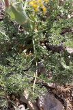 Ferula karataviensis. Прикорневая часть растения. Южный Казахстан, горы Каракус. 16.05.2013.