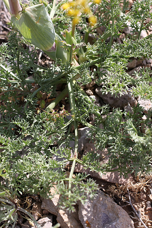 Image of Ferula karataviensis specimen.