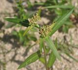 Euphorbia heterophylla. Верхушка цветущего и плодоносящего растения. Таиланд, остров Тао. 28.06.2013.