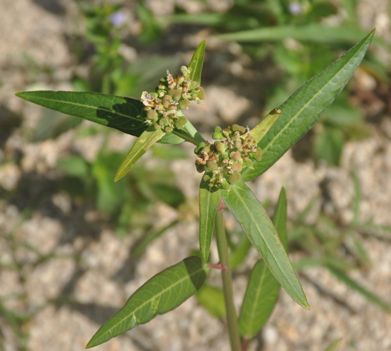 Изображение особи Euphorbia heterophylla.