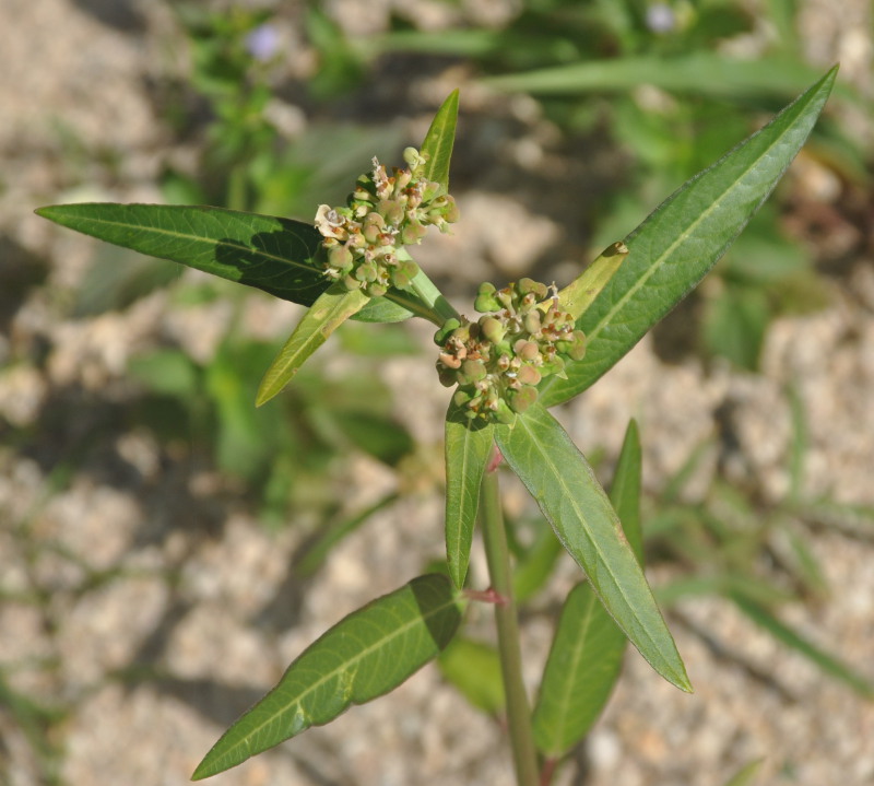 Image of Euphorbia heterophylla specimen.