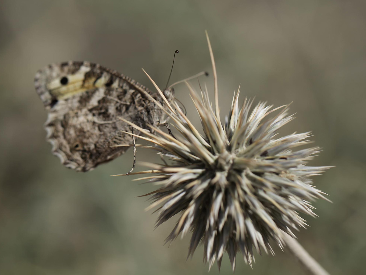 Изображение особи Echinops wakhanicus.