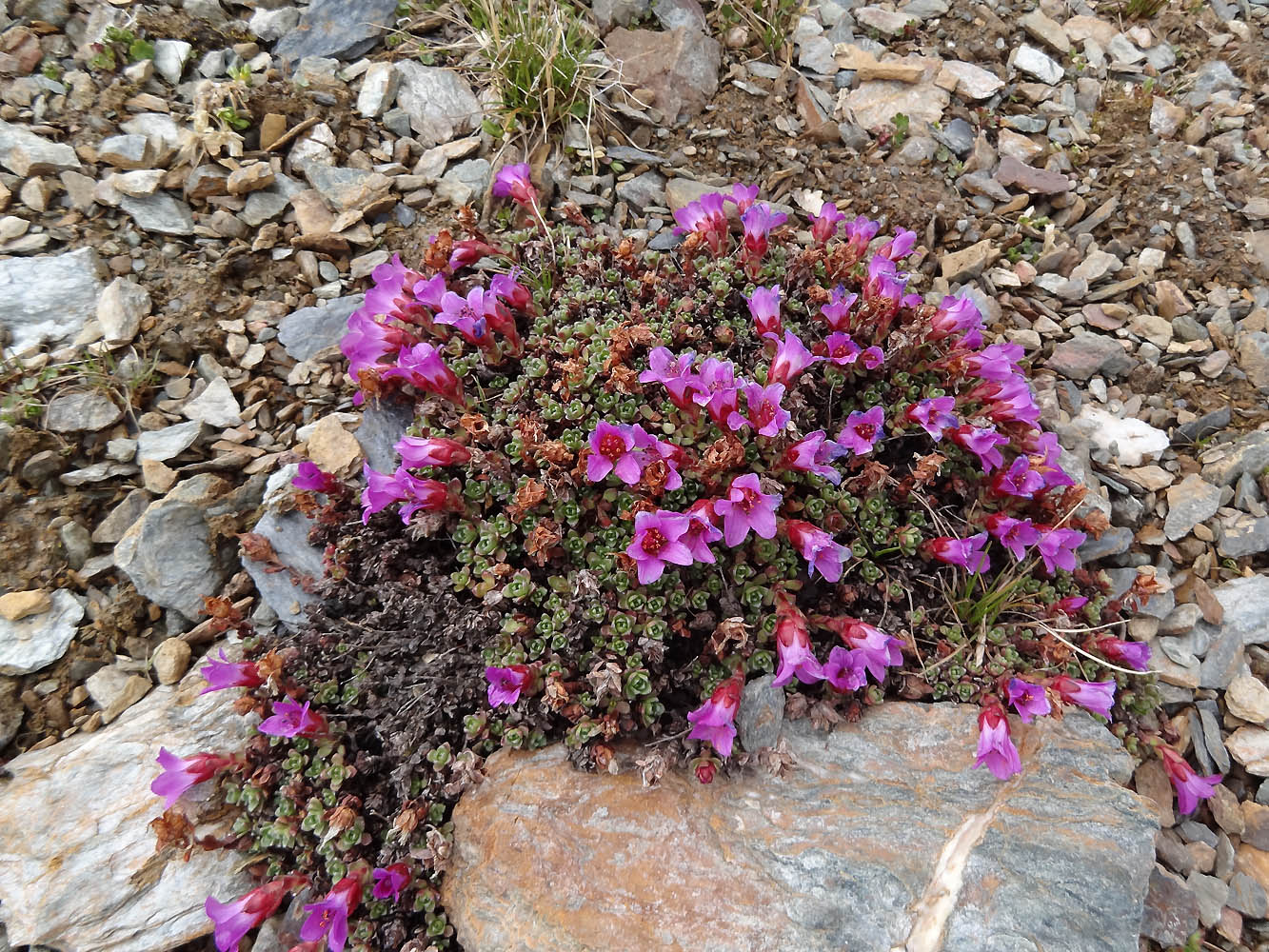 Изображение особи Saxifraga asiatica.