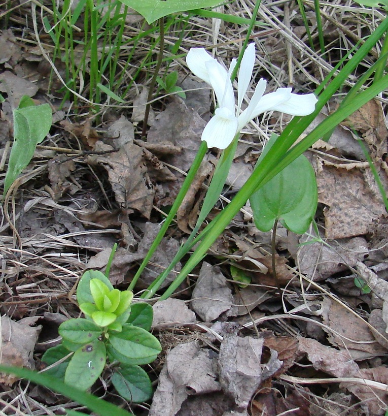 Изображение особи Iris ruthenica.