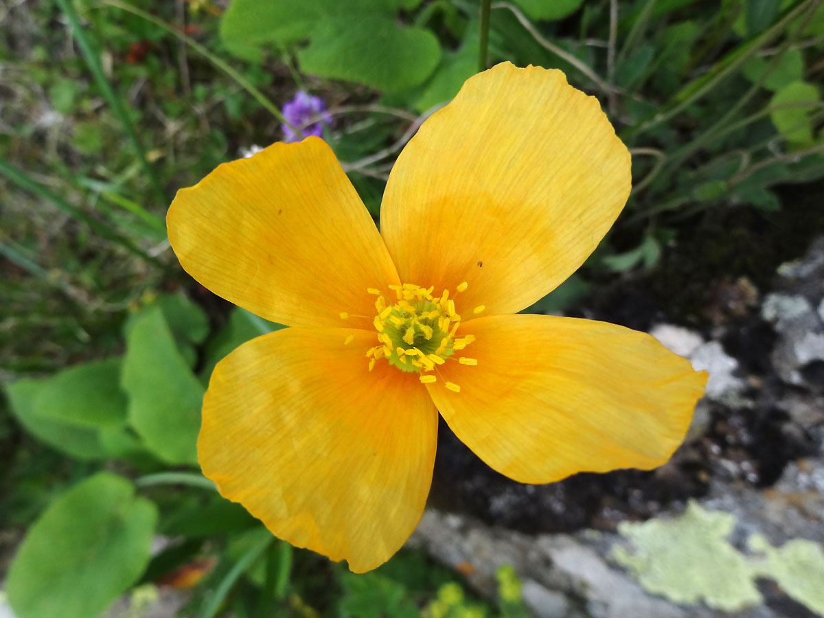 Image of Papaver croceum specimen.