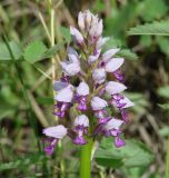 Orchis militaris. Соцветие. Иркутская обл., Иркутский р-н, левый берег р. Иркут, луг. 18.06.2010.