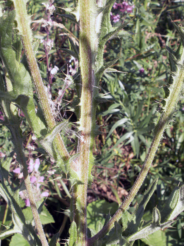 Image of Cirsium vulgare specimen.