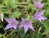 род Campanula