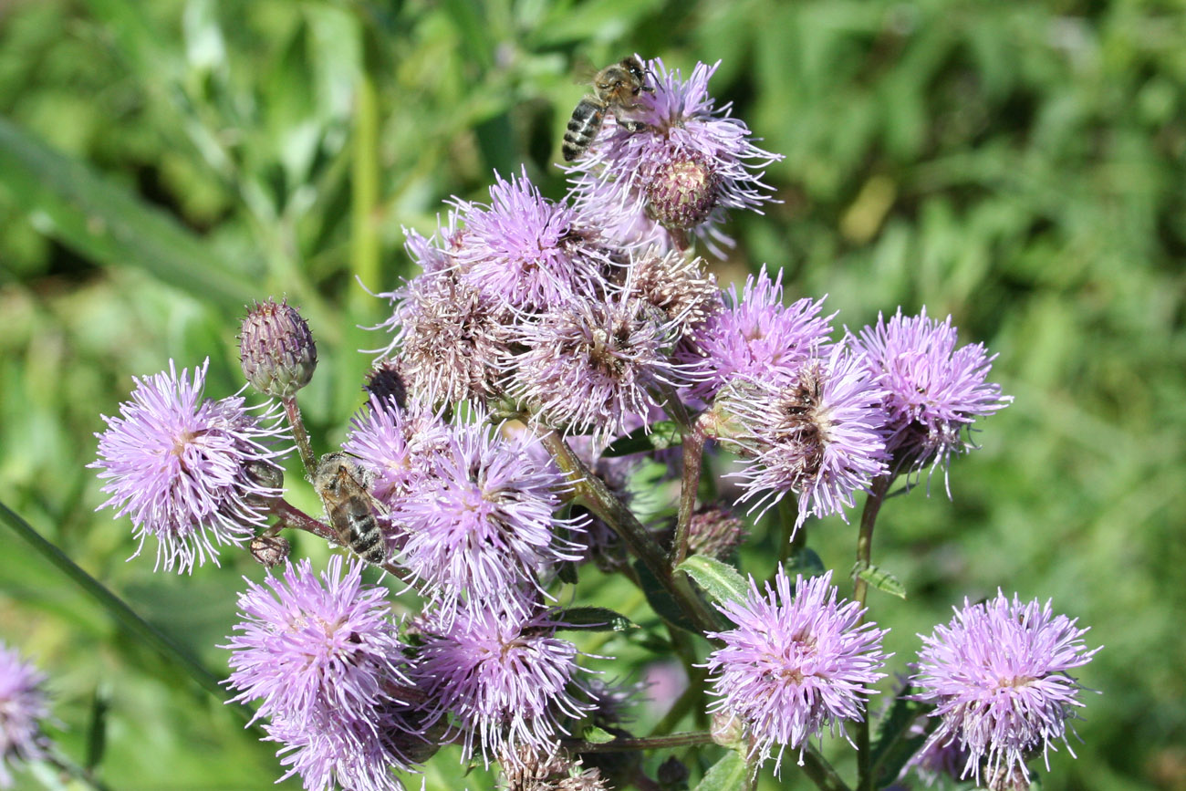 Изображение особи Cirsium setosum.