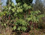 Rhododendron macrophyllum