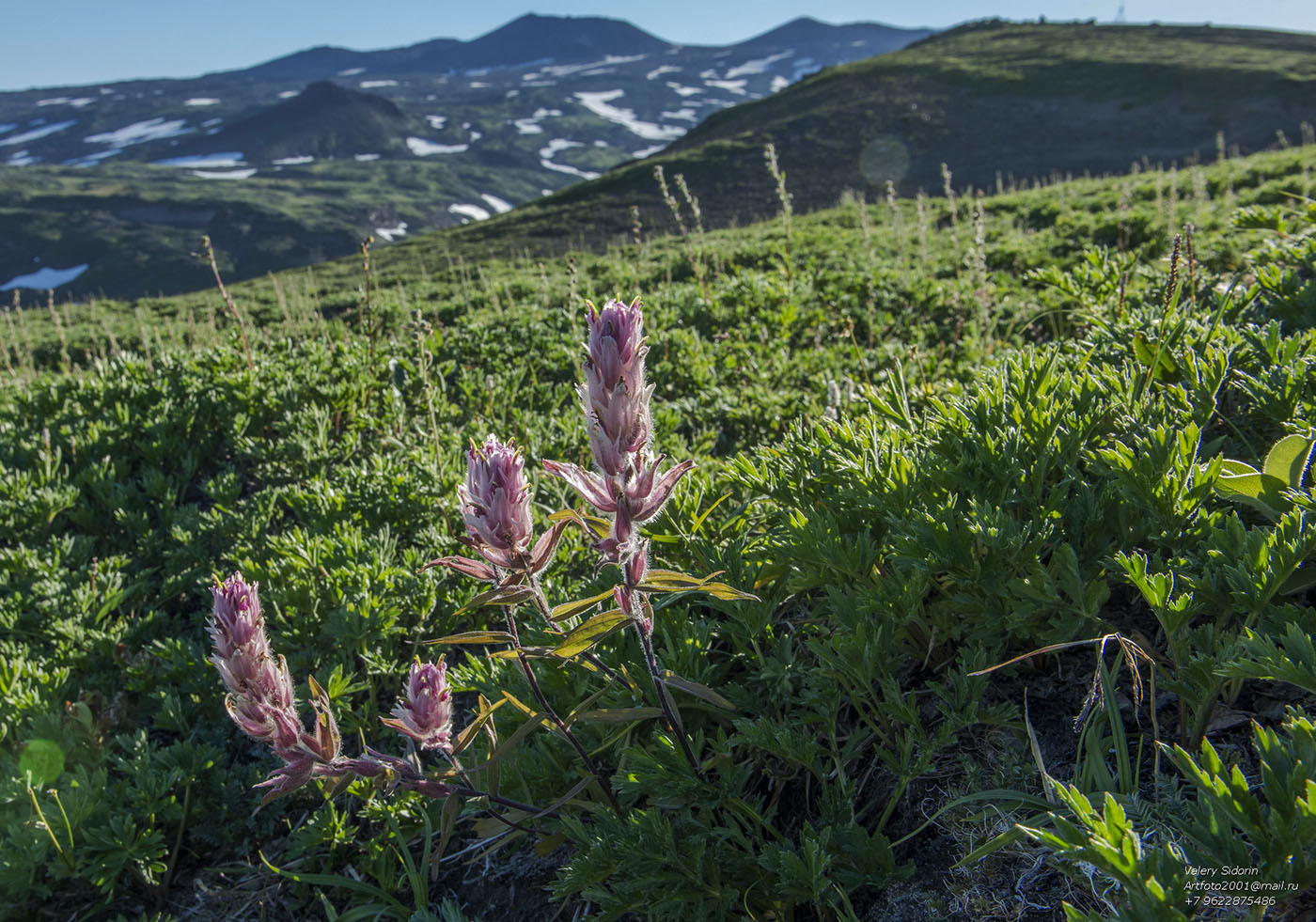 Изображение особи Castilleja rubra.