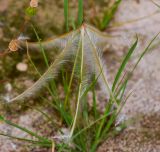 Erodium crassifolium