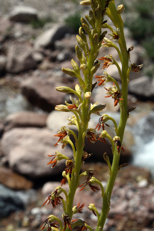 Image of Eremurus turkestanicus specimen.