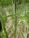 genus Carex. Часть побега с соцветиями. Украина, г. Киев, лес на восточной окраине, берег озера. 27.04.2014.