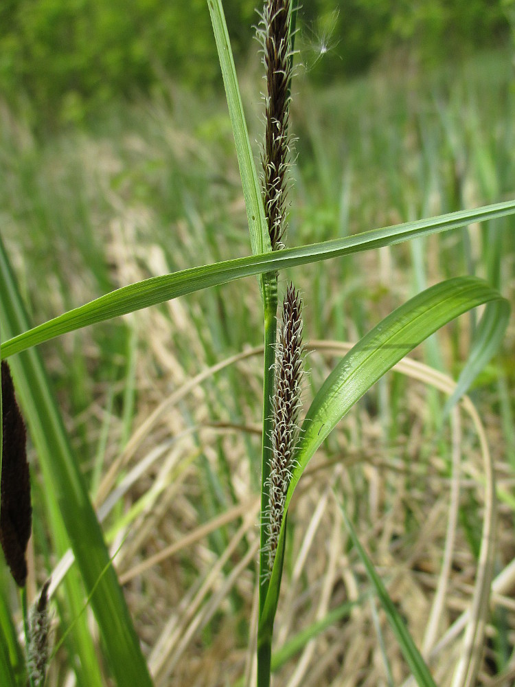 Изображение особи род Carex.