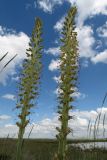Eremurus altaicus