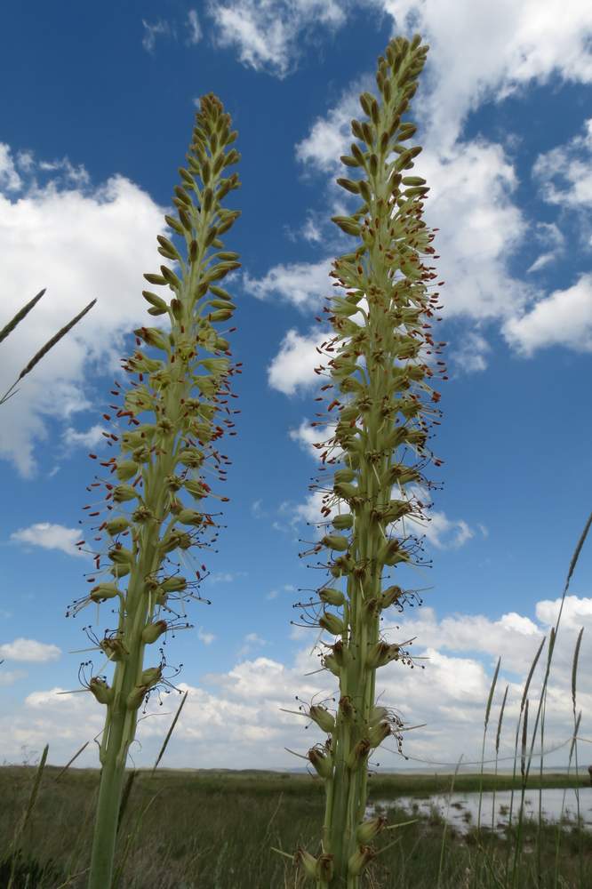 Image of Eremurus altaicus specimen.