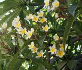 Plumeria rubra var. acutifolia