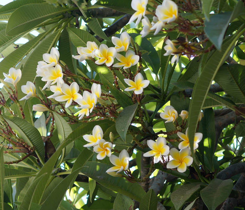 Изображение особи Plumeria rubra var. acutifolia.